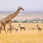 Tours & Safaris
