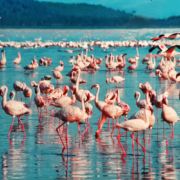 Exotic Wildlife