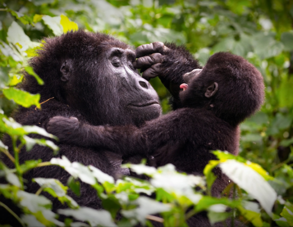 Rwanda Gorilla Safari Package
