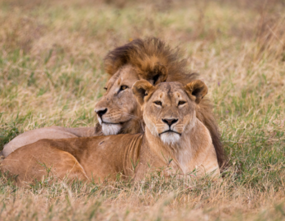 Discover Kenya & Tanzania Safari