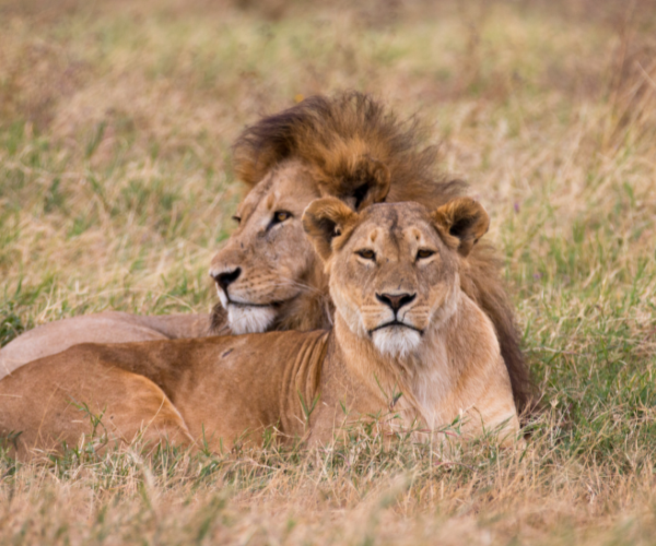 Discover Kenya & Tanzania Safari