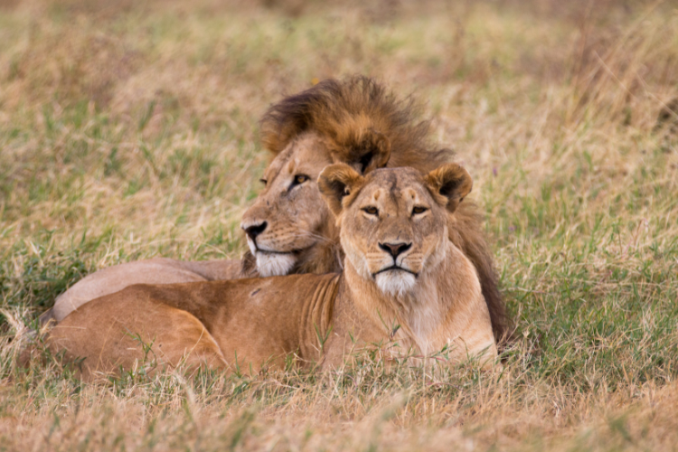 Discover Kenya & Tanzania Safari